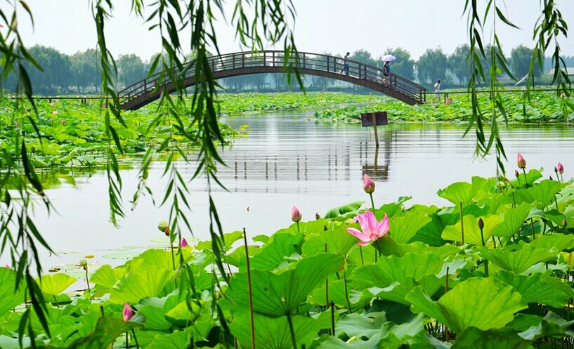 白洋淀荷花大觀園、歡樂島雙汽2日**住淀上**贈河